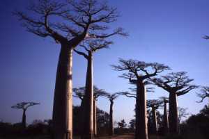 Plants of Madagascar